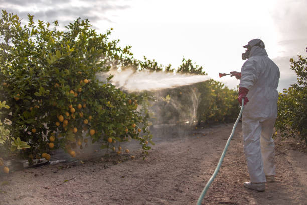 Best Bed Bug Extermination  in Boston, GA