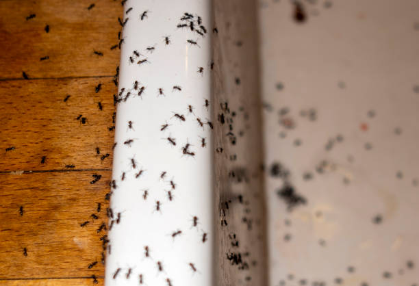 Professional Pest Control in Boston, GA