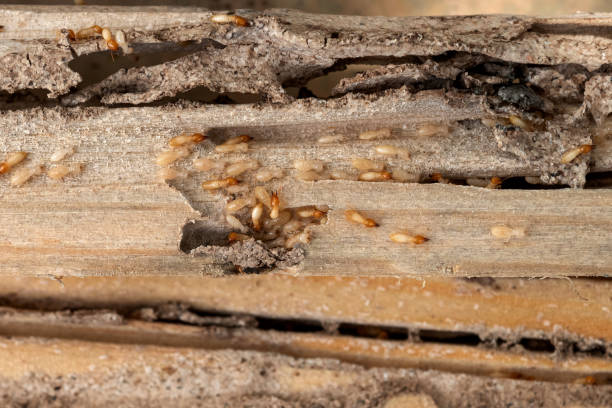 Best Ant Control Services  in Boston, GA