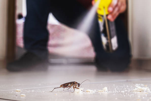 Best Bed Bug Extermination  in Boston, GA
